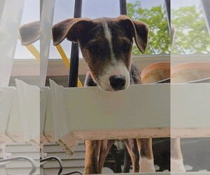 Jack-A-Bee Dogs for adoption in Mt. Laurel, NJ, USA