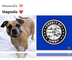 American Pit Bull Terrier Dogs for adoption in Akron, OH, USA