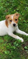 Mutt Dogs for adoption in Binghamton, NY, USA