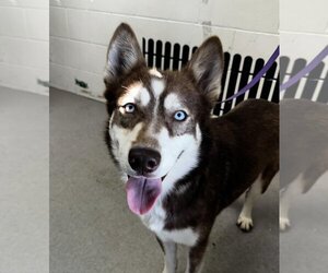 Siberian Husky Dogs for adoption in San Bernardino, CA, USA