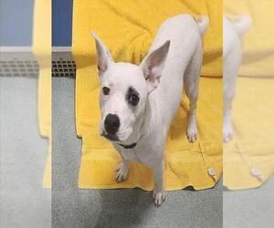 Mutt Dogs for adoption in Plano, TX, USA