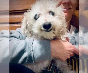 Poodle (Miniature) Dogs for adoption in Zionsville, IN, USA