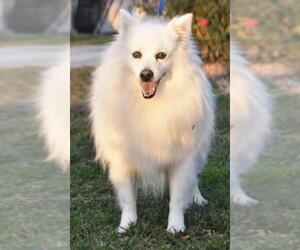 American Eskimo Dog Dogs for adoption in Palo Alto, CA, USA