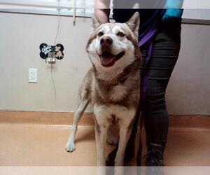 Siberian Husky Dogs for adoption in Martinez, CA, USA