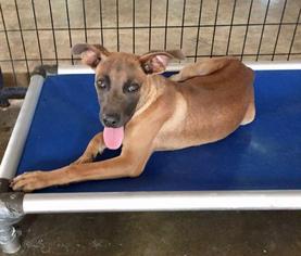 Mutt Dogs for adoption in Brookhaven, MS, USA