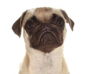Pug Dogs for adoption in Oakland Park, FL, USA
