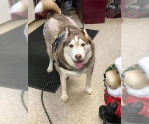 Siberian Husky Dogs for adoption in Uwchlan, PA, USA
