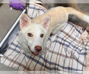 Siberian Husky-Unknown Mix Dogs for adoption in Denver, CO, USA