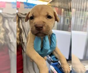 Labrador Retriever-Unknown Mix Dogs for adoption in San Antonio, TX, USA