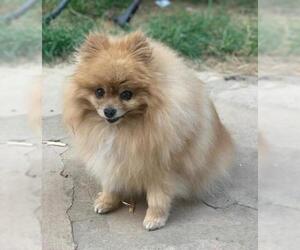 Pomeranian Dogs for adoption in Buffalo, NY, USA