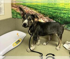 Mutt Dogs for adoption in Moreno Valley, CA, USA