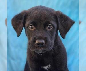 Labrador Retriever-Unknown Mix Dogs for adoption in San Diego, CA, USA