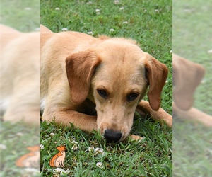 Labbe Dogs for adoption in Roanoke, VA, USA