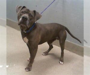 Mutt Dogs for adoption in Las Vegas, NV, USA