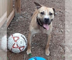 Staffordshire Bull Terrier-Unknown Mix Dogs for adoption in Newnan, GA, USA