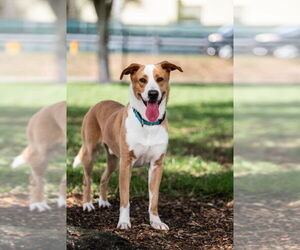 Mutt Dogs for adoption in Oakland Park , FL, USA