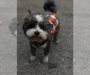 ShihPoo Dogs for adoption in Dana Point, CA, USA