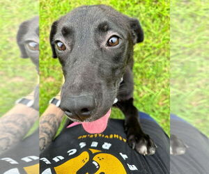 Mutt Dogs for adoption in Candler, NC, USA