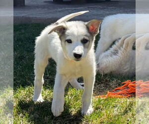 Golden Pyrenees Dogs for adoption in Lakewood, CO, USA