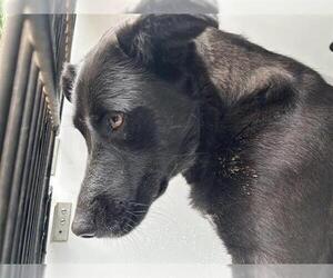German Shepherd Dog-Unknown Mix Dogs for adoption in Houston, TX, USA