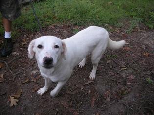 Labrador Retriever Dogs for adoption in Eureka Springs, AR, USA