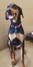 Doberman Pinscher Dogs for adoption in Canon City, CO, USA