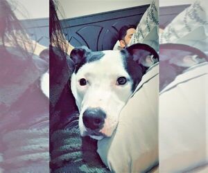 American Staffordshire Terrier Dogs for adoption in Denton, TX, USA