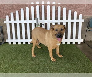 Bullmastiff-Unknown Mix Dogs for adoption in Modesto, CA, USA