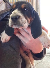 Basset Hound-Coonhound Mix Dogs for adoption in Pawtucket, RI, USA