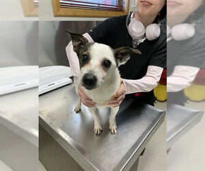 Chihuahua-Unknown Mix Dogs for adoption in Fairbanks, AK, USA
