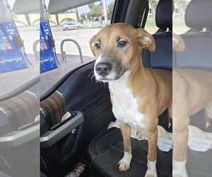 Jack Chi Dogs for adoption in New York, NY, USA