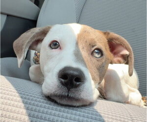 American Pit Bull Terrier-American Staffordshire Terrier Mix Dogs for adoption in Chester, VA, USA