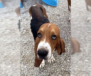 Basset Hound Dogs for adoption in Deepwater, NJ, USA