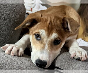 Labrador Retriever-Unknown Mix Dogs for adoption in Sanford, FL, USA