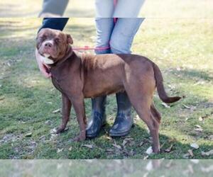 Bullboxer Pit Dogs for adoption in Little Rock, AR, USA