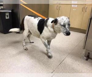 Mutt Dogs for adoption in Riverside, CA, USA