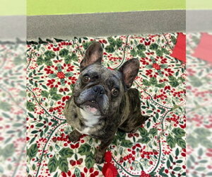 French Bulldog Dogs for adoption in Rancho Cucamonga, CA, USA