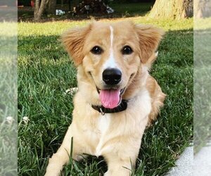Australian Retriever Dogs for adoption in Columbus, IN, USA