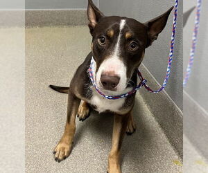 Australian Kelpie-Unknown Mix Dogs for adoption in Las Vegas, NV, USA
