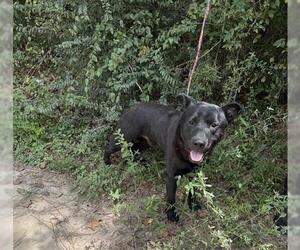 Shepradors Dogs for adoption in Houston, TX, USA