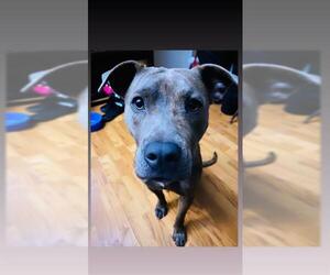 American Staffordshire Terrier-Unknown Mix Dogs for adoption in San Antonio, TX, USA