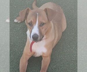 Boxer-Unknown Mix Dogs for adoption in Carrollton, TX, USA