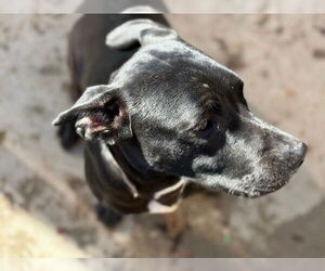 Mutt Dogs for adoption in Tulsa, OK, USA