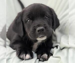Labrador Retriever-Unknown Mix Dogs for adoption in San Diego, CA, USA