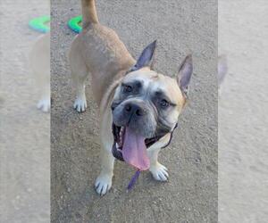 Mastiff-Unknown Mix Dogs for adoption in Las Vegas, NV, USA