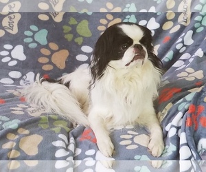 Japanese Chin Dogs for adoption in Pawtucket, RI, USA