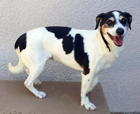 Jack Russell Terrier Dogs for adoption in San Diego, CA, USA