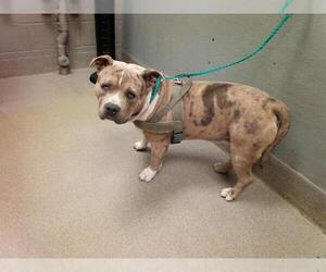 American Bulldog-Unknown Mix Dogs for adoption in Las Vegas, NV, USA