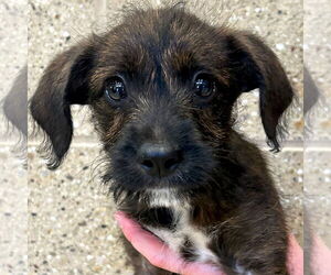 Mutt Dogs for adoption in Jefferson, WI, USA