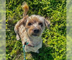 Poodle (Miniature) Dogs for adoption in Salinas, CA, USA